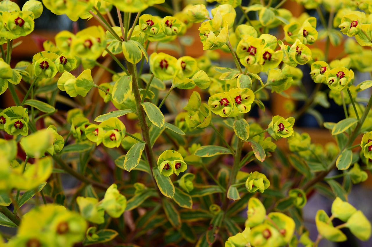 Mandelblättrige Wolfsmilch (Euphorbia)