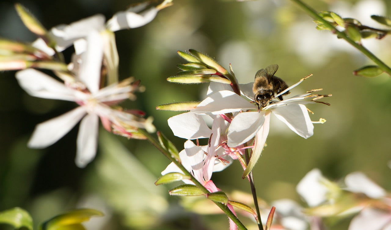 Prachtkerze (Gaura)