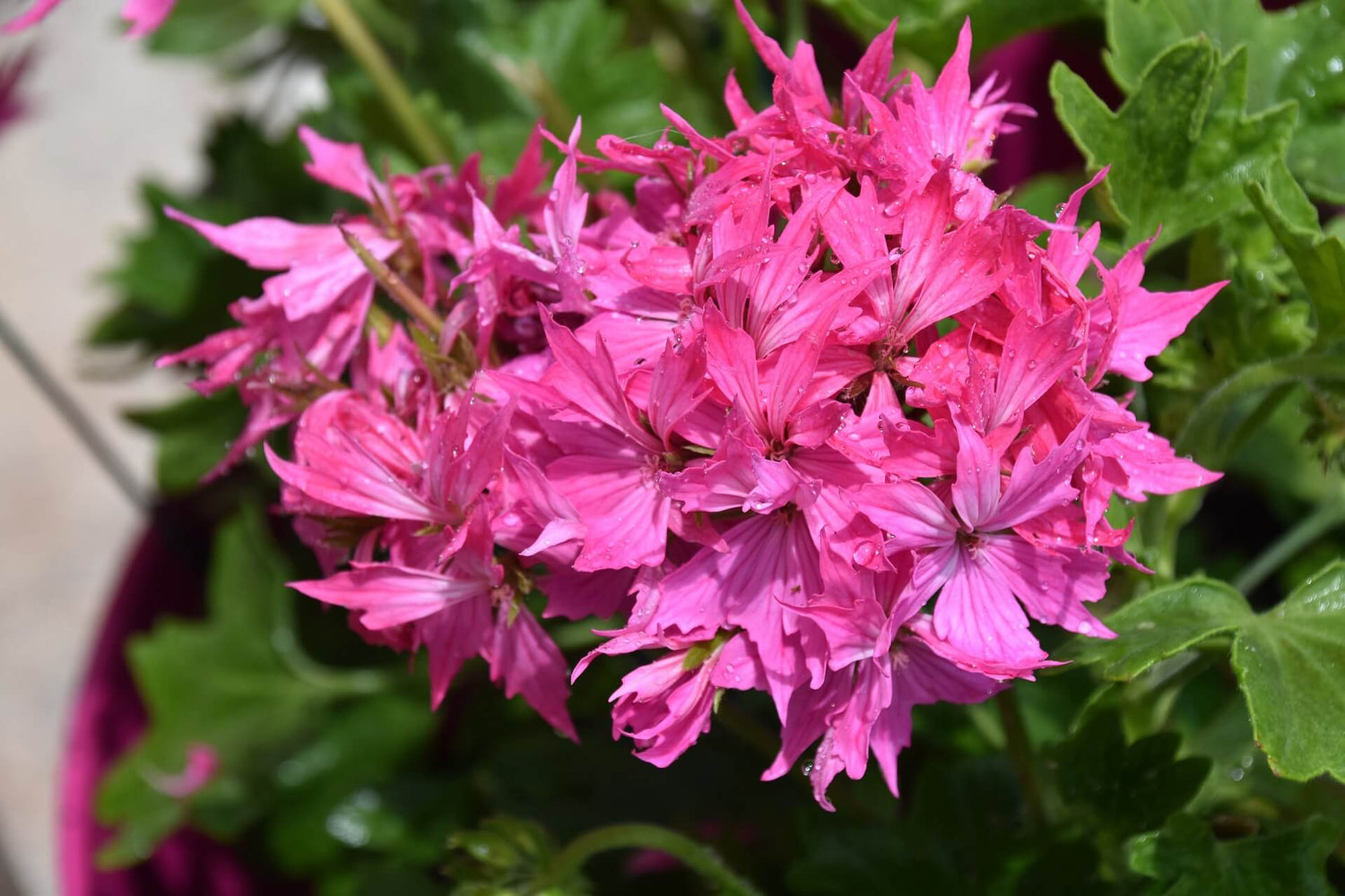 Geranie (Pelargonium)