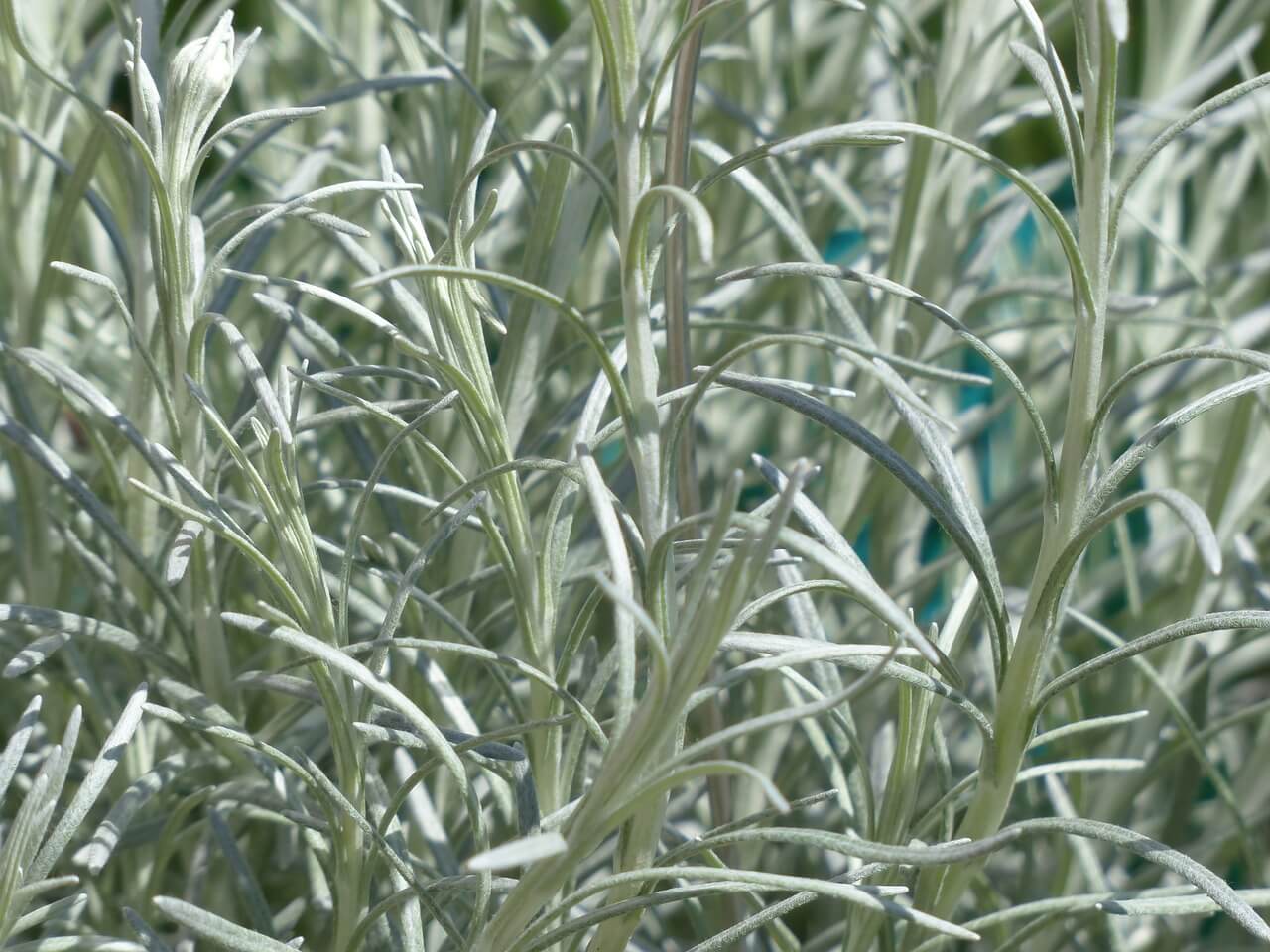 Strohblume (Helichrysum)