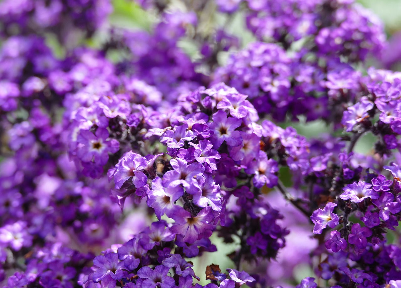 Vanilleblume (Heliotrop)