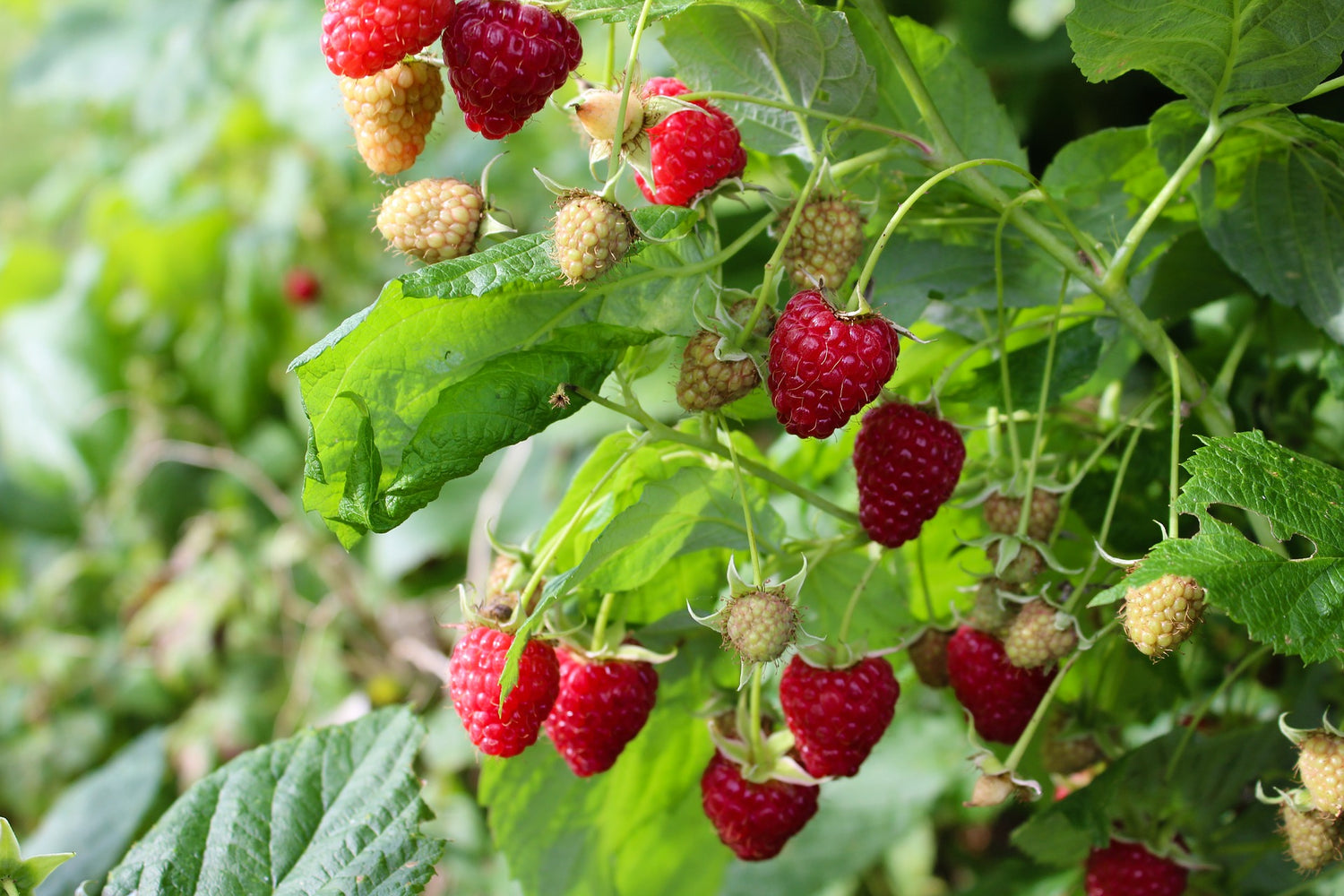 Himbeeren