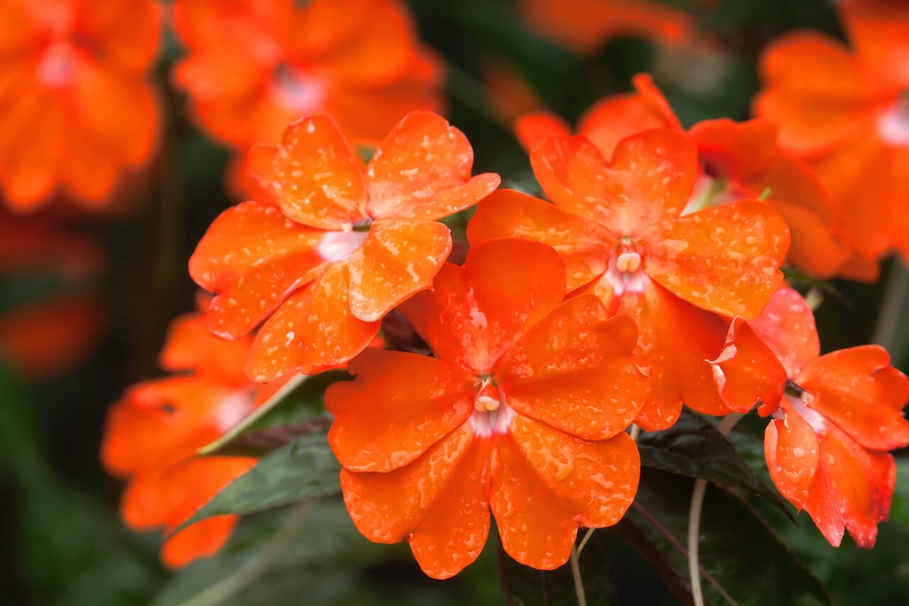 Edellieschen (Impatiens New Guinea)