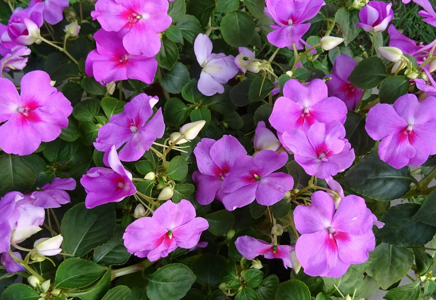 Fleißiges Lieschen (Impatiens)