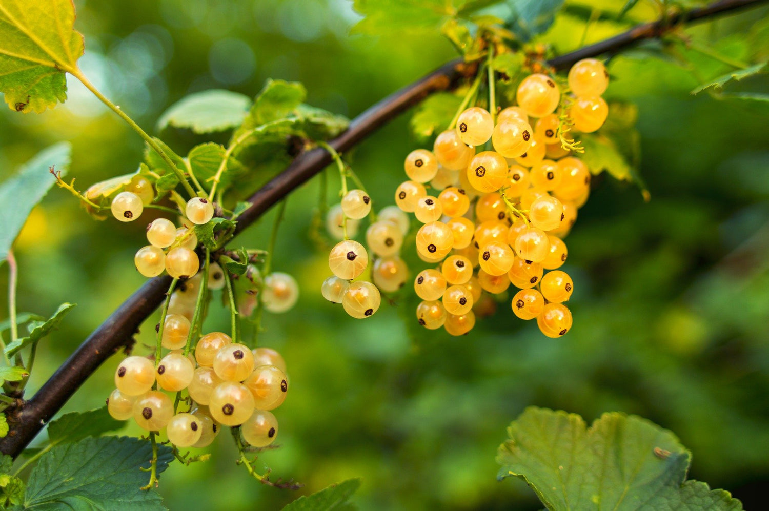 Johannisbeeren