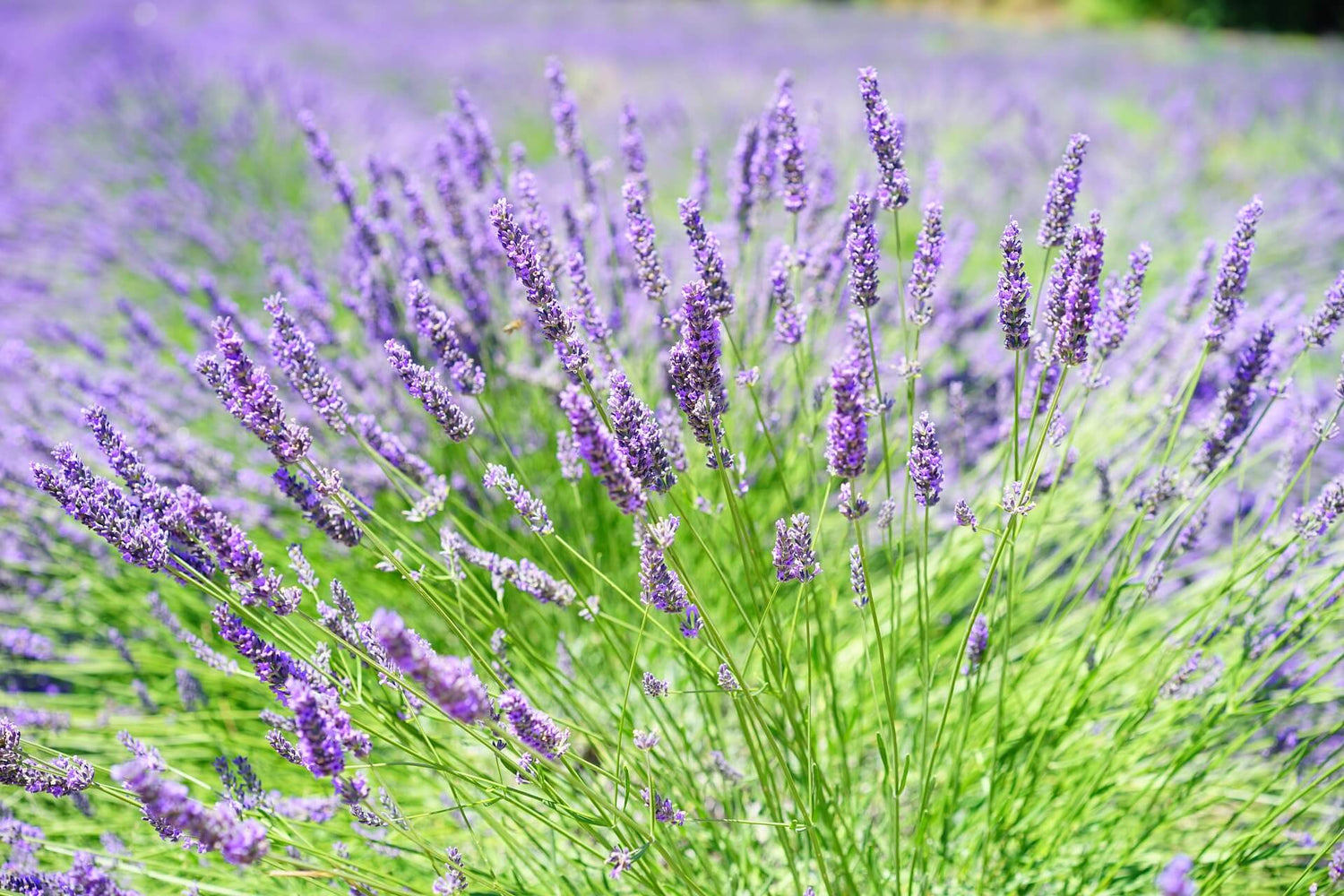 Lavendel (Lavendula)