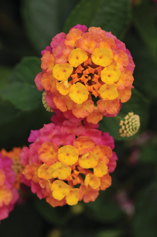 Wandelröschen (Lantana)