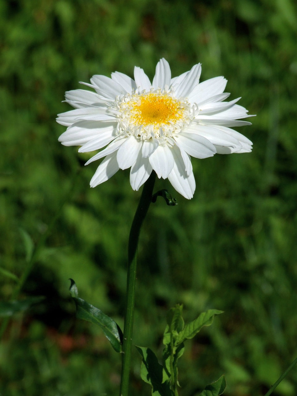 Garten-Margerite (Leucanthemum)