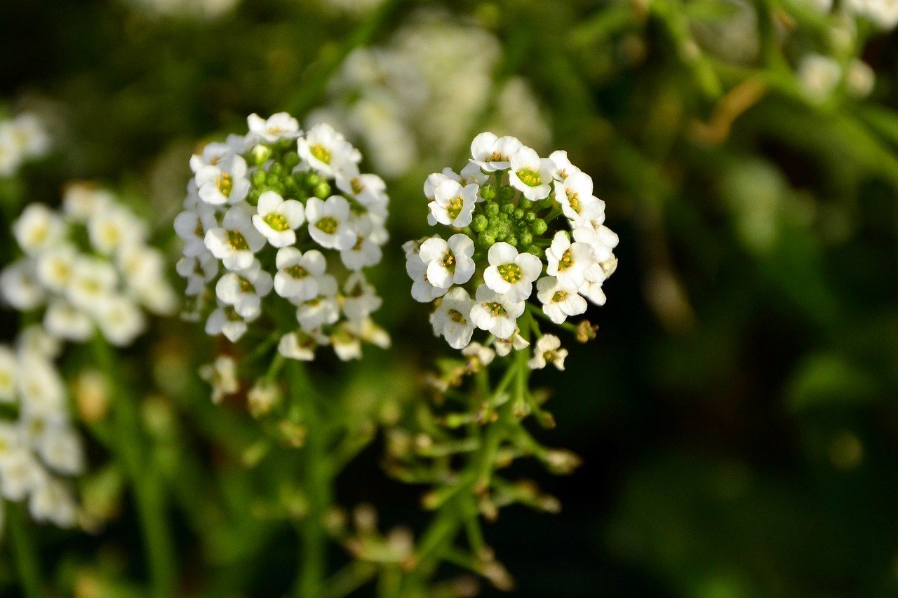 Duftsteinrich (Lobularia)