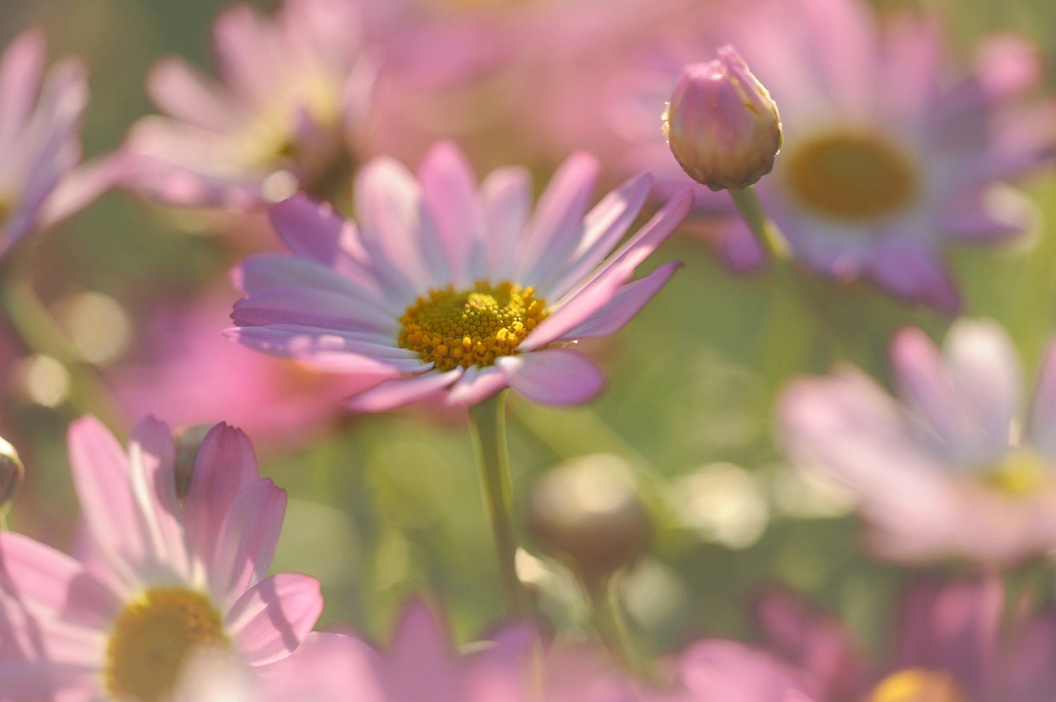 Strauch-Margeriten (Argyranthemum)