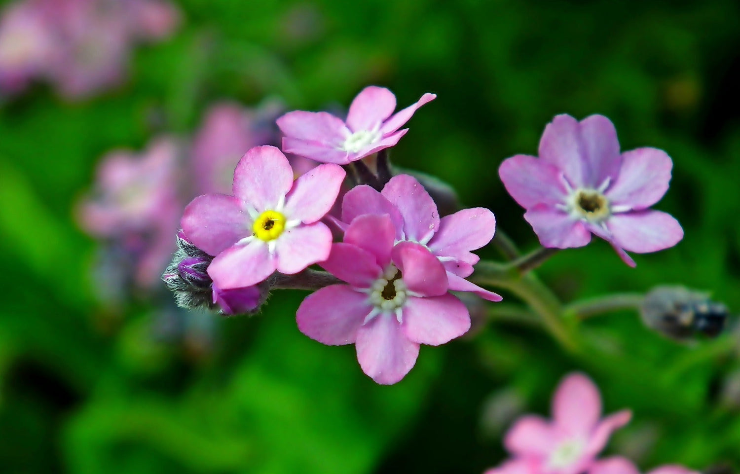 Vergissmeinnicht (Myosotis)