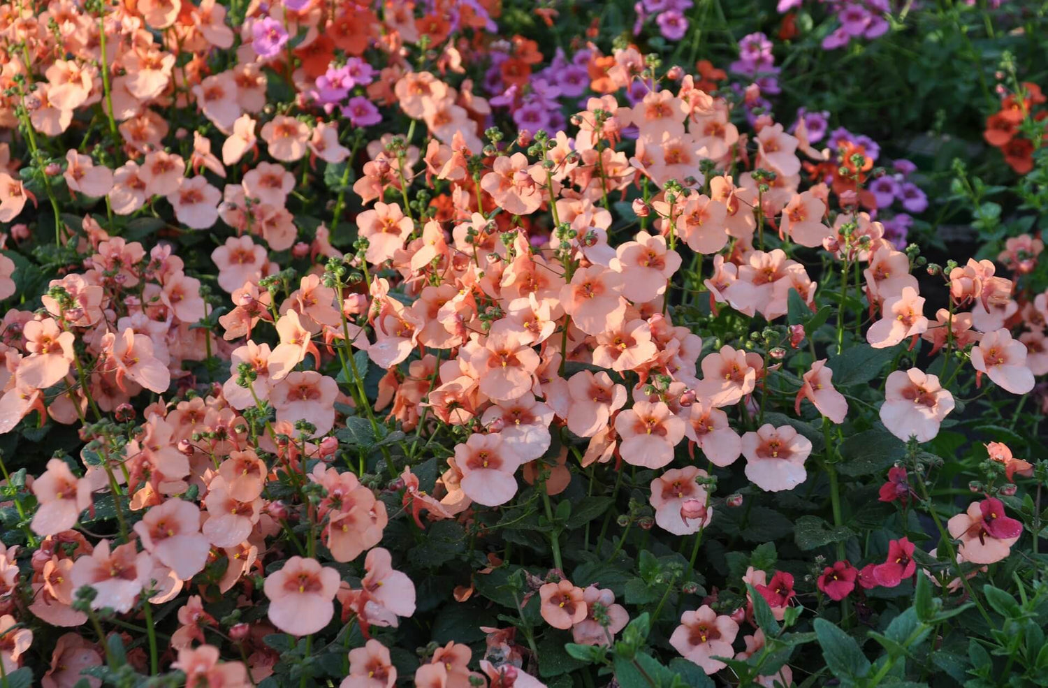 Elfenspiegel (Nemesia/Sunsatia)