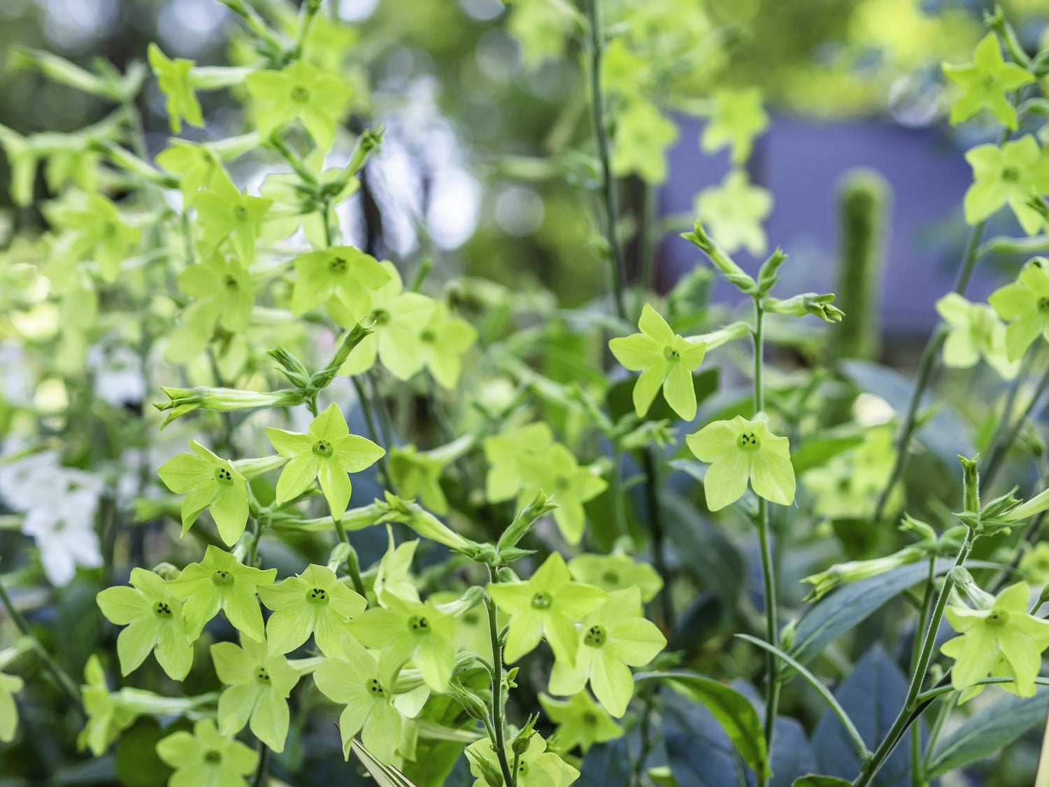 Ziertabak (Nicotiana)