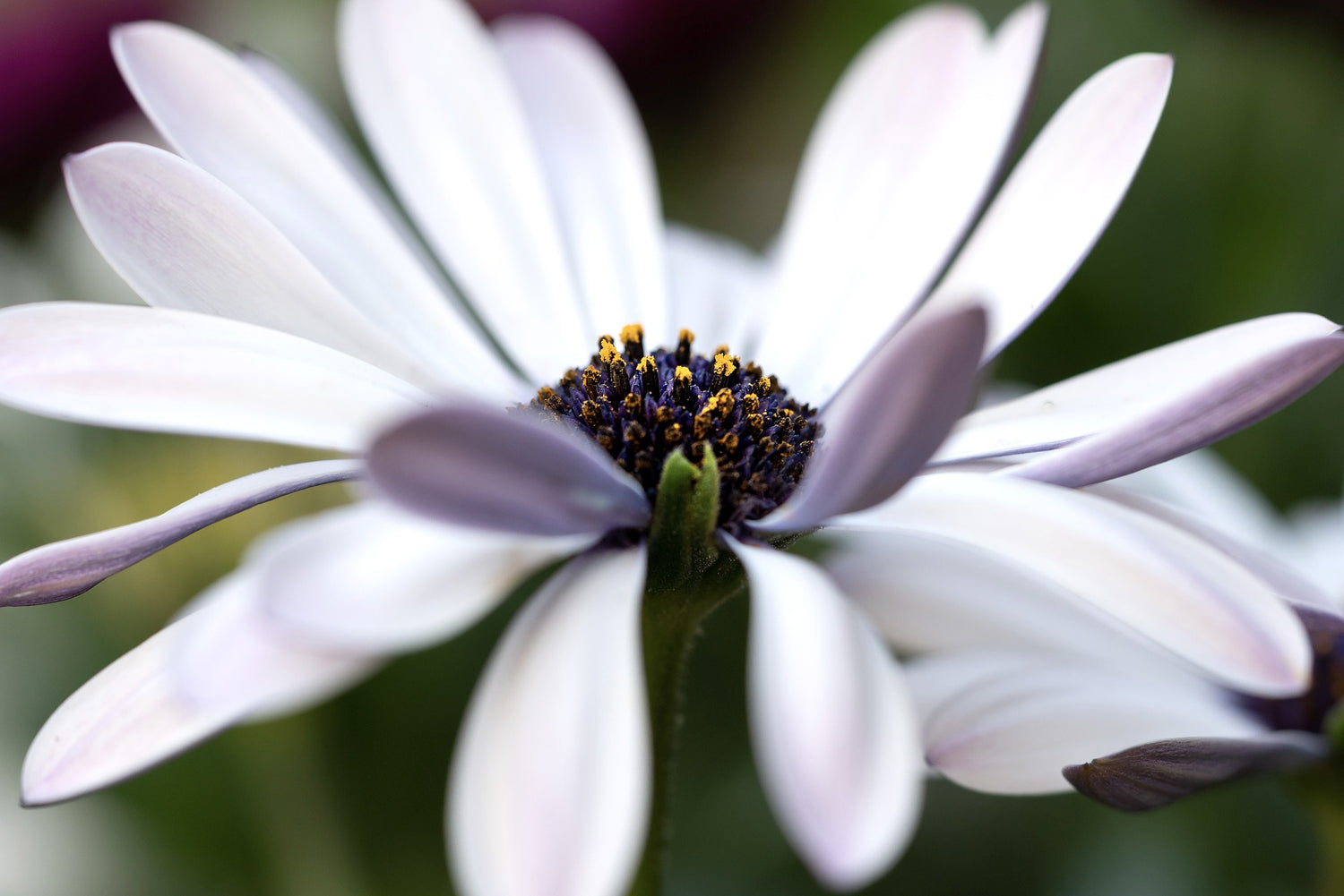 Kapkörbchen (Osteospermum)