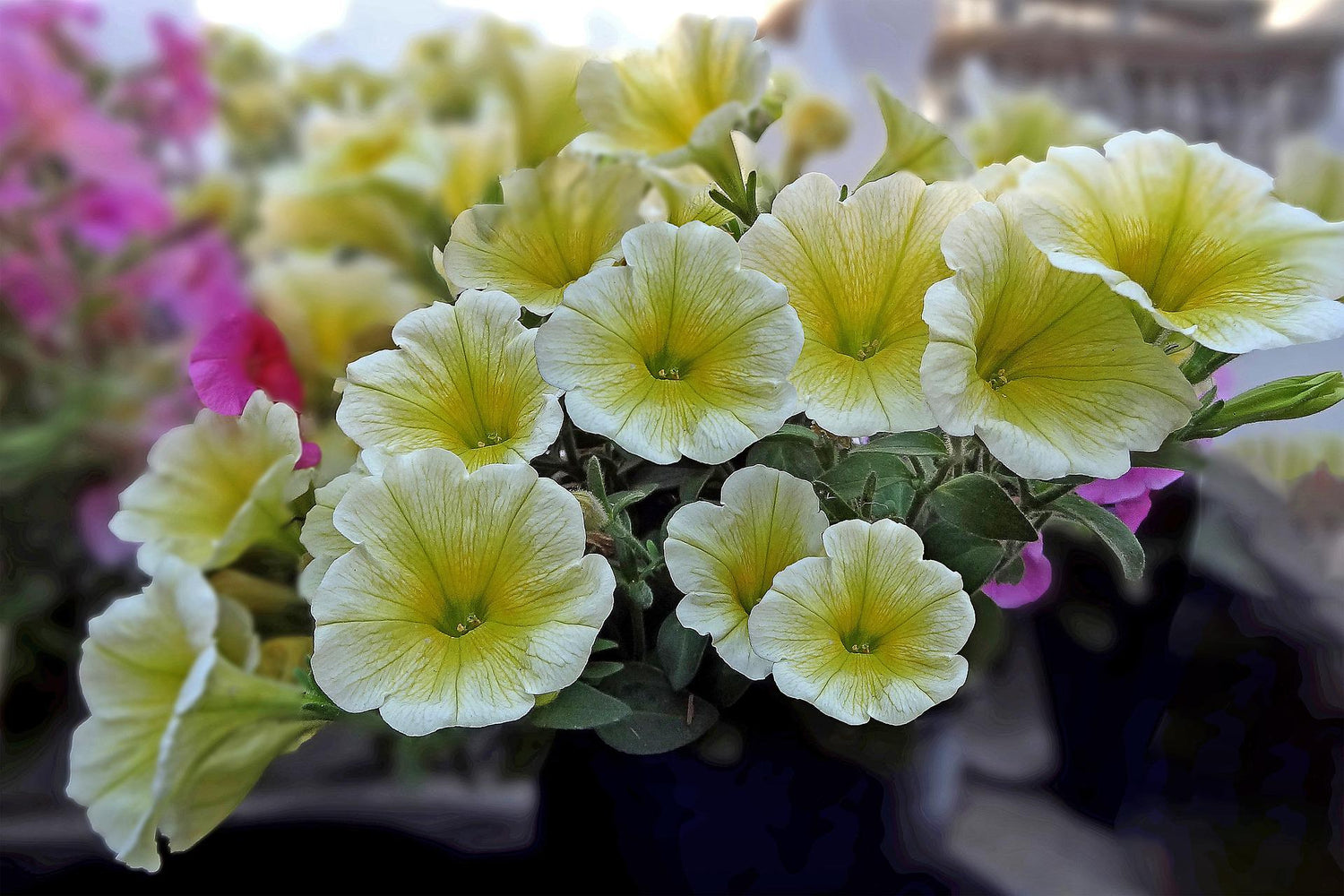 Petunien (Petunia)