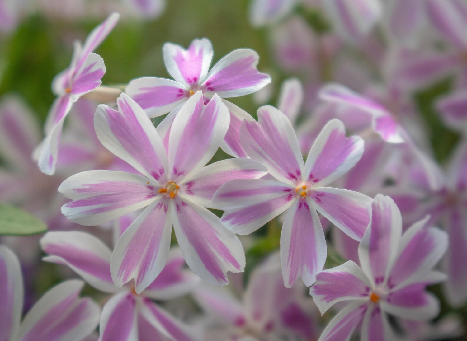 Flammenblume (Phlox)