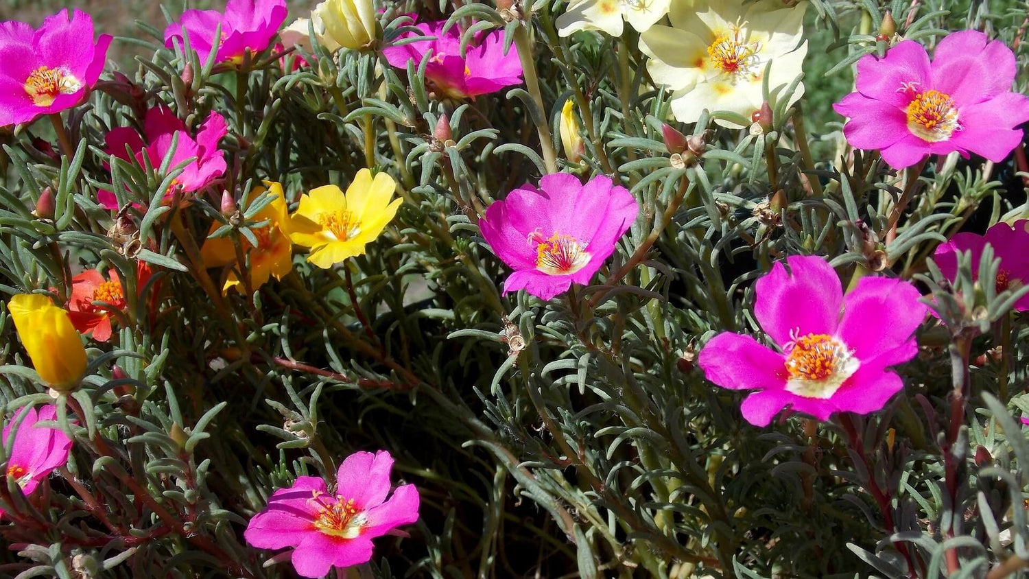 Portulak-Röschen (Portulaca)