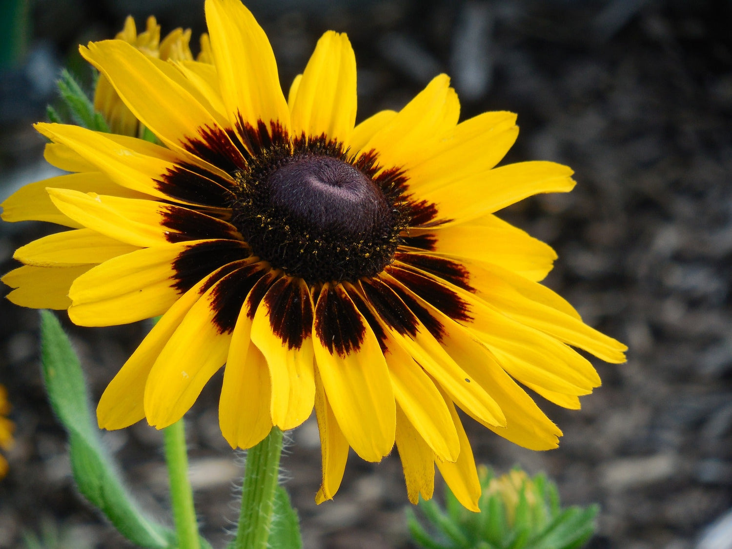 Sonnenhut (Rudbeckia)