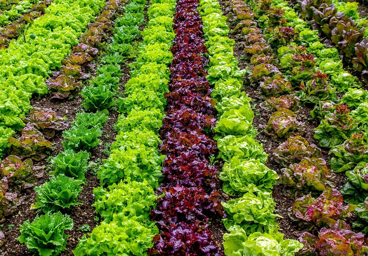 Salat- und Gemüsejungpflanzen