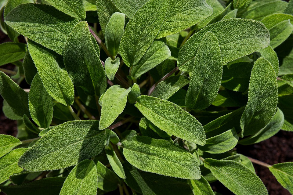 Salbei