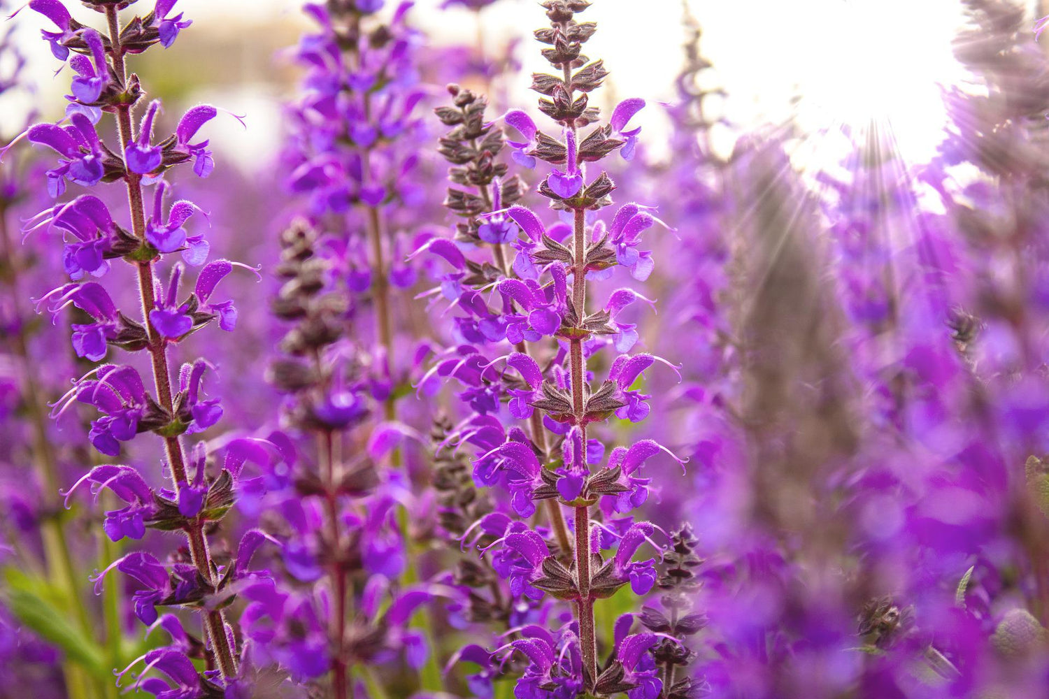 Hain-Salbei (Salvia nemorosa)