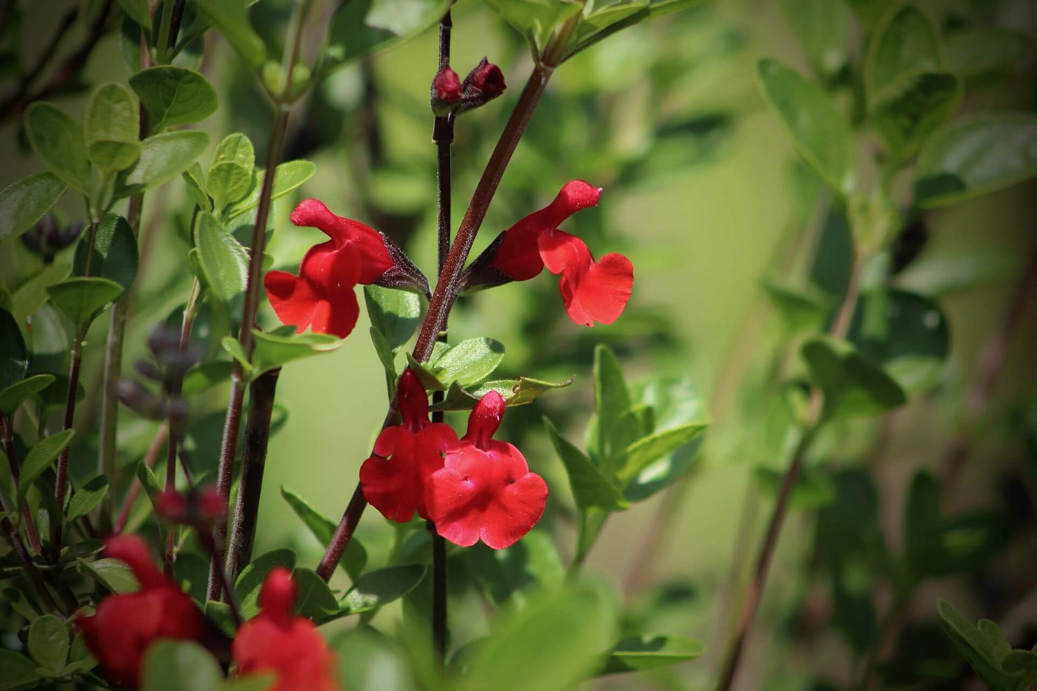 Ziersalbei (Salvia)