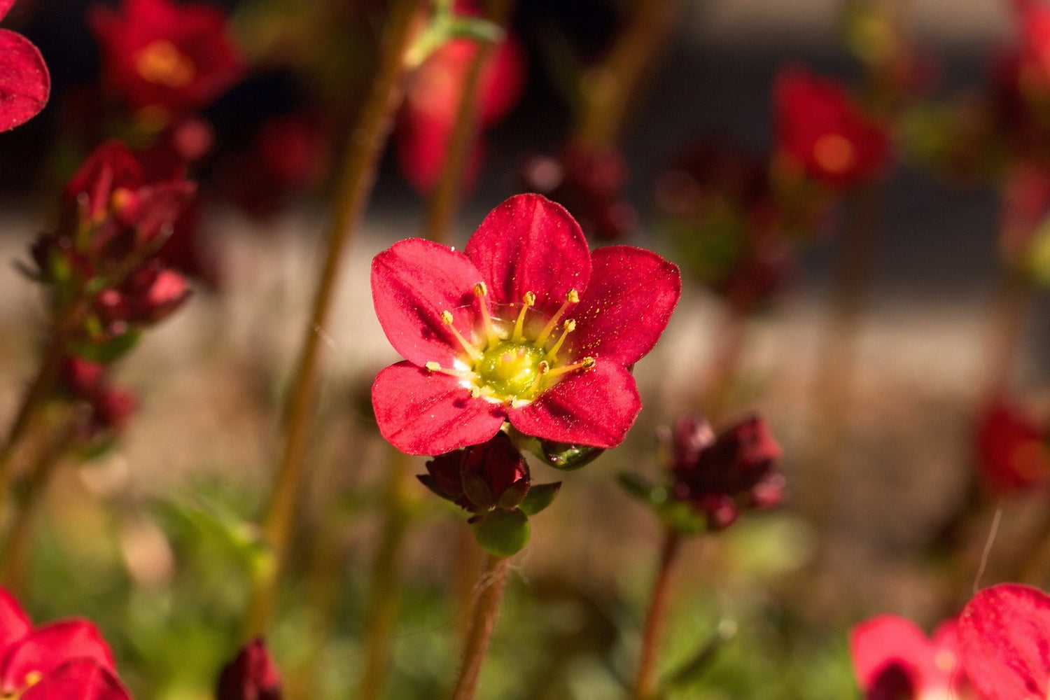 Steinbrech (Saxifraga)