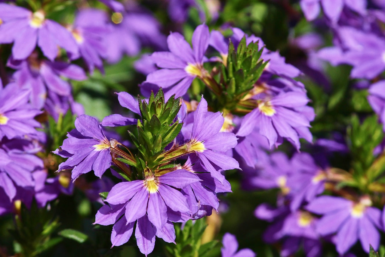 Fächerblume (Scaevola)