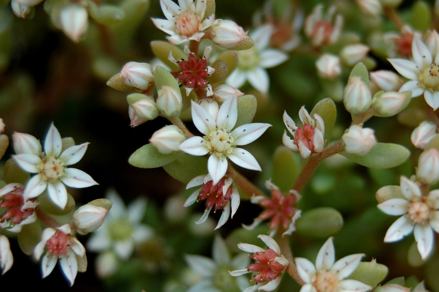 Fetthenne/Mauerpfeffer (Sedum)