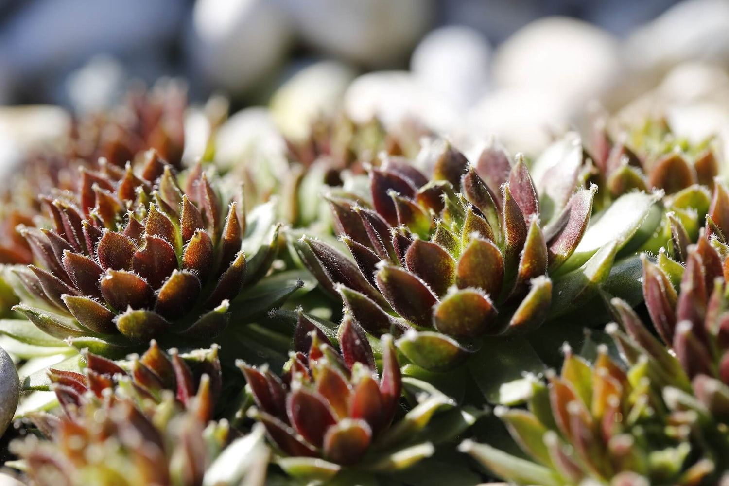 Hauswurz (Sempervivum)