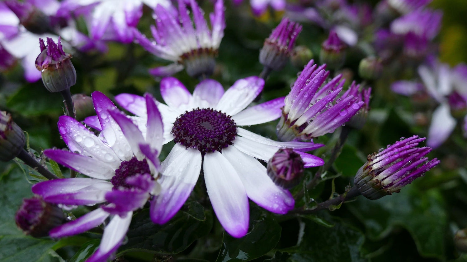 Aschenblume (Senetti)