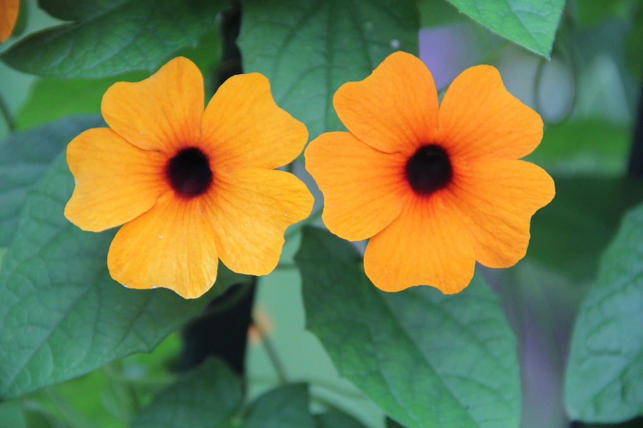 Schwarzäugige Susanne (Thunbergia)