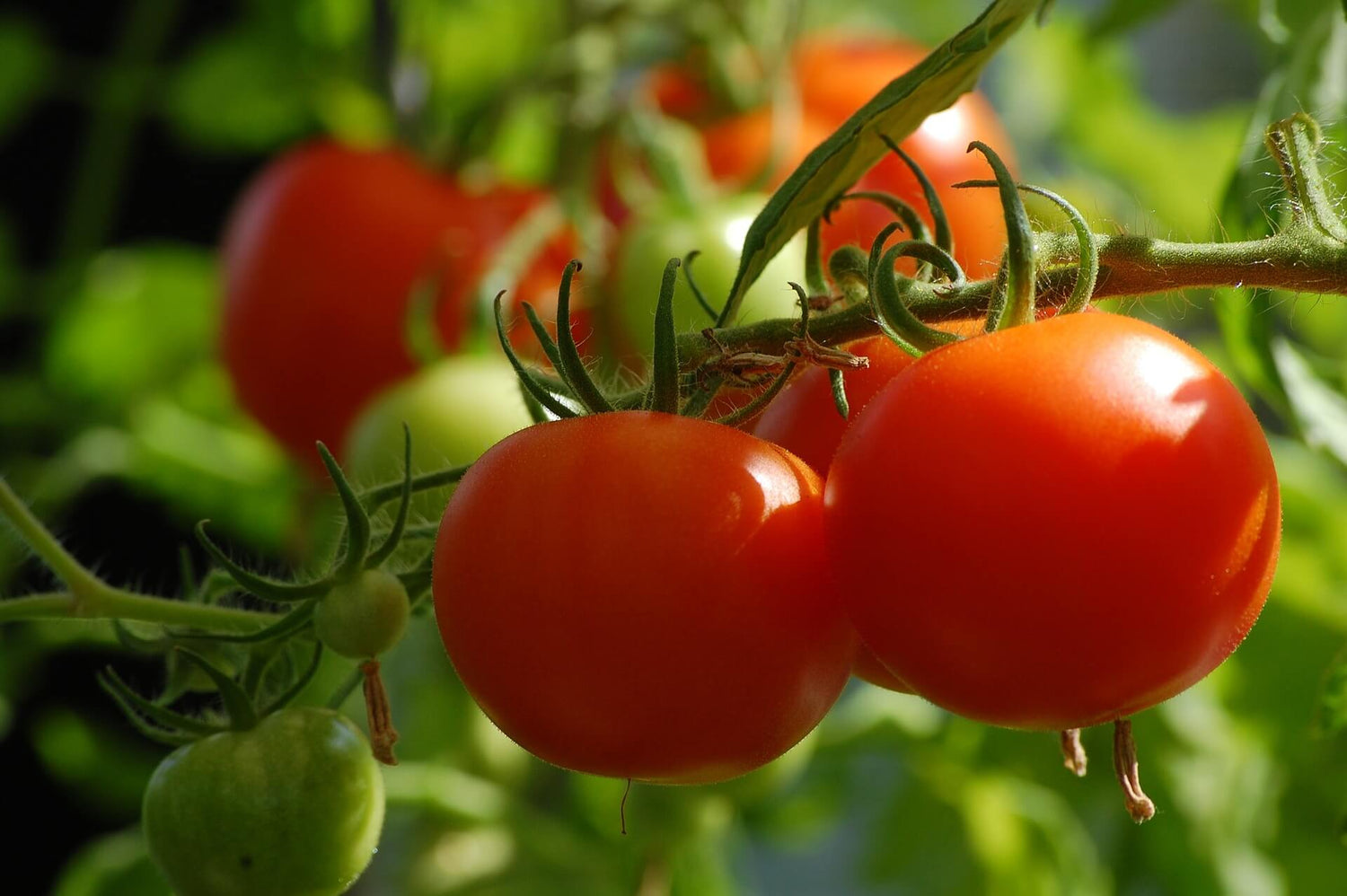 Tomaten, veredelt