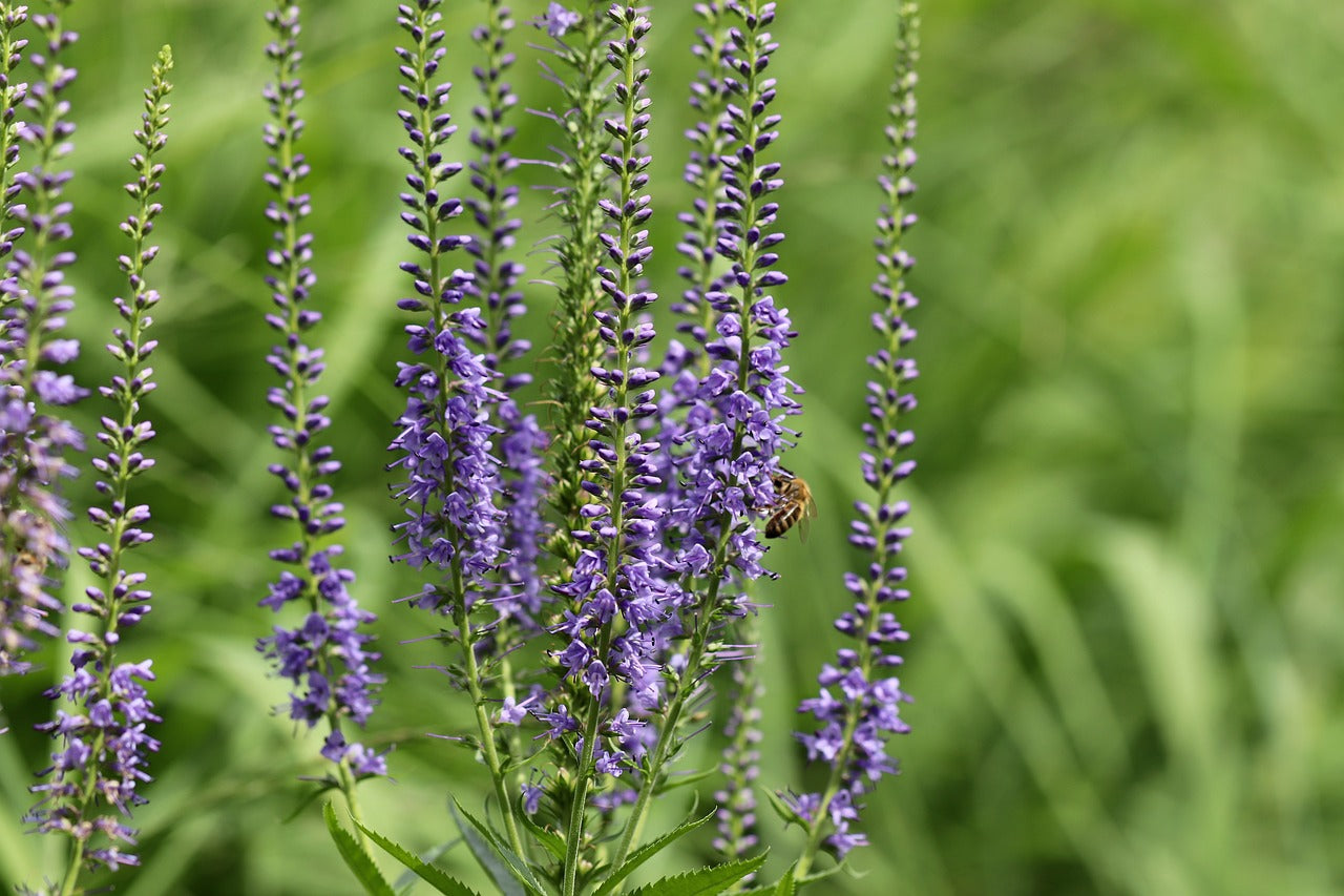 Ehrenpreis (Veronica spicata)