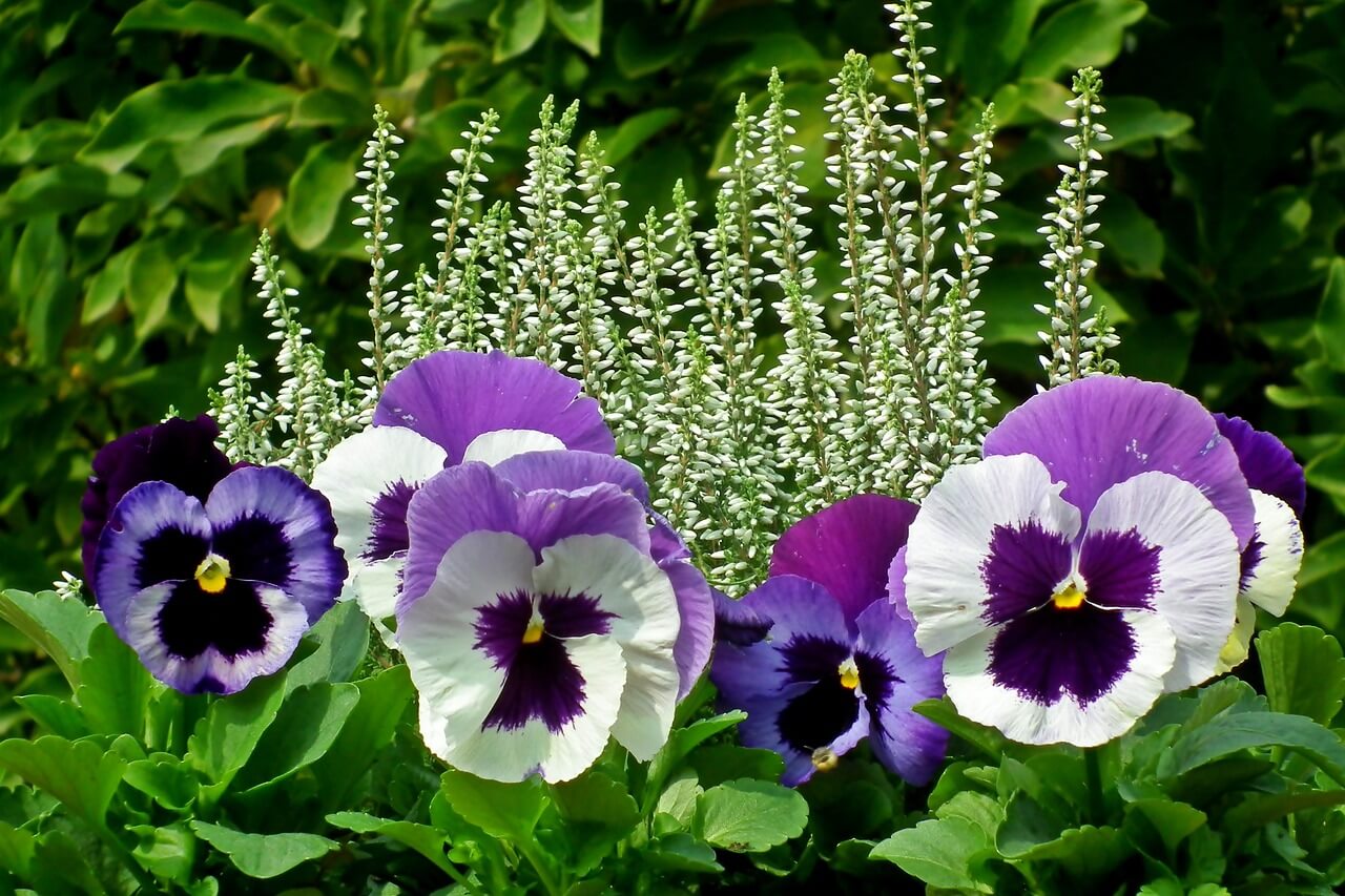 Stiefmütterchen (Viola wittrockiana)