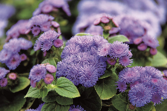 Leberbalsam (Ageratum houstonianum) blau T12
