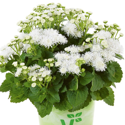 Leberbalsam (Ageratum houstonianum) weiß T12