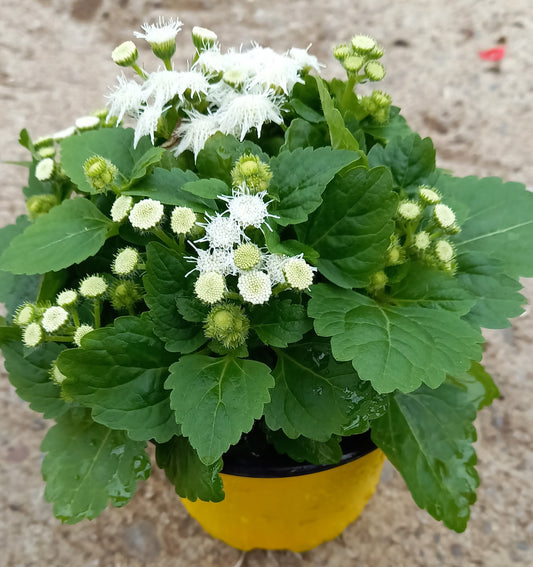 Leberbalsam (Ageratum houstonianum) weiß T12