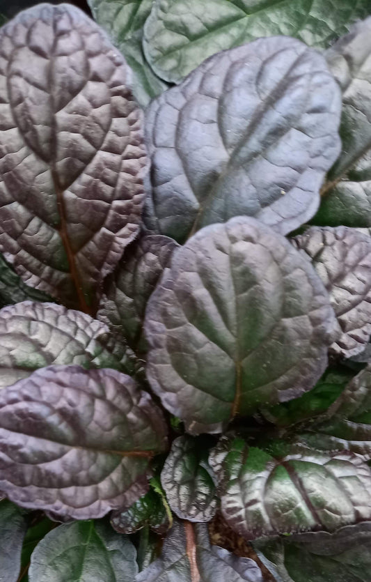 Kriechender Günsel (Ajuga reptans) 'Braunherz' T12 - winterhart