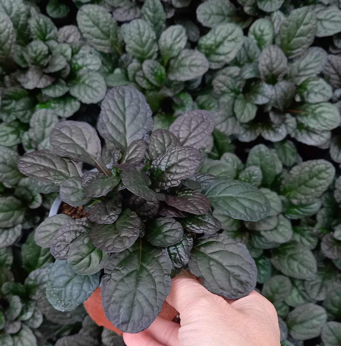 Kriechender Günsel (Ajuga reptans) 'Braunherz' T12 - winterhart