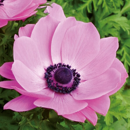 Kronen-Anemone (Anemone coronaria) 'Animo® in verschiedenen Farben