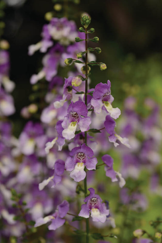Engelsgesicht (Angelonia angustifolia) 'Archangel™' in verschiedenen Farben