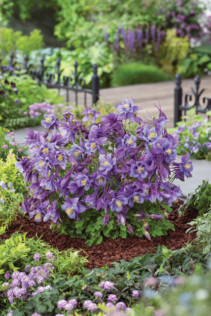 Gartenakelei (Aquilegia caerulea) 'Earlybird™' in verschiedenen Farben - winterhart