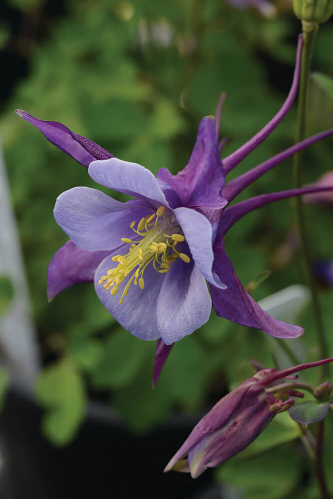 Gartenakelei (Aquilegia caerulea) 'Earlybird™' in verschiedenen Farben - winterhart