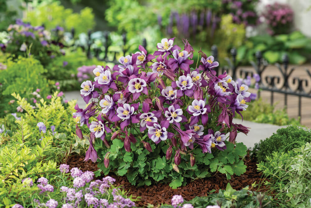 Gartenakelei (Aquilegia caerulea) 'Earlybird™' in verschiedenen Farben - winterhart