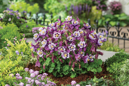 Gartenakelei (Aquilegia caerulea) 'Earlybird™' in verschiedenen Farben - winterhart