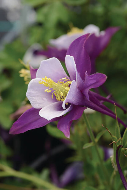 Gartenakelei (Aquilegia caerulea) 'Earlybird™' in verschiedenen Farben - winterhart
