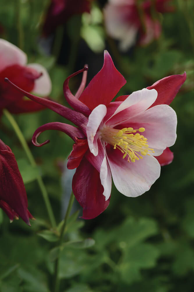 Gartenakelei (Aquilegia caerulea) 'Earlybird™' in verschiedenen Farben - winterhart