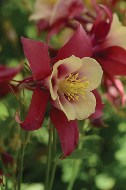 Gartenakelei (Aquilegia caerulea) 'Earlybird™' in verschiedenen Farben - winterhart