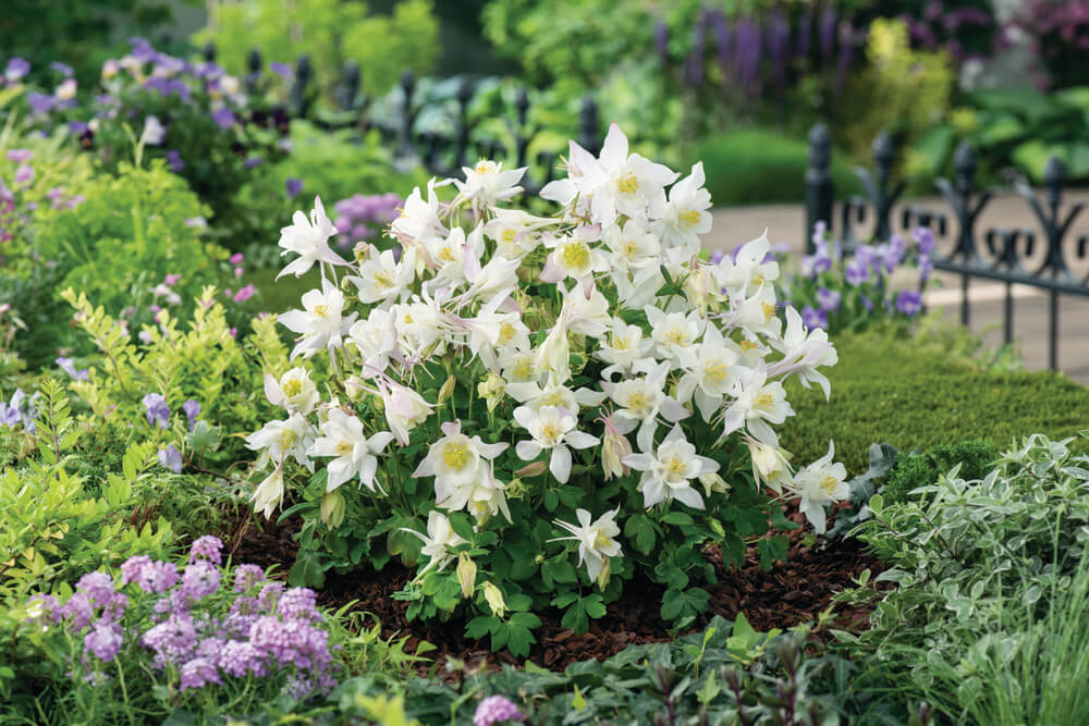 Gartenakelei (Aquilegia caerulea) 'Earlybird™' in verschiedenen Farben - winterhart